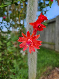 Monkey tail cactus samen blume samen for anpflanzung - low maintenance, heirloom & gmo free samen for home garten
 
 sale samen for home garten