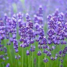 Lila lavender blume samen for anpflanzung drought tolerant heirloom & gmo free samen for home garten
 
 sale samen for home garten anpflanzung