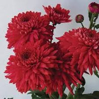 Chrysantheme Rot Blumensamen zur Aussaat – Schnitt Blume beliebt – Traditionssorte & ohne Gentechnik Samen Hausgarten