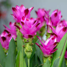 Curcuma Blumensamen – Traditionssorte ohne Gentechnik biologisch Garten Samen zur Aussaat
