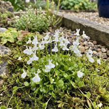 Utricularia Sandersonii Blumensamen zur Aussaat 1 pcs