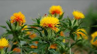 Safflower Blumensamen zur Aussaat farbenfroh Schau Traditionssorte & ohne Gentechnik Samen Hausgarten