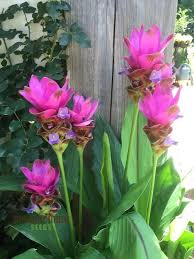 Curcuma Blumensamen – Traditionssorte ohne Gentechnik biologisch Garten Samen zur Aussaat