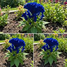 Blau Cockscomb Blumensamen zur Aussaat – Drought verträglich – Traditionssorte & ohne Gentechnik Samen Hausgarten