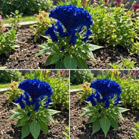 Blau Cockscomb Blumensamen zur Aussaat – Drought verträglich – Traditionssorte & ohne Gentechnik Samen Hausgarten