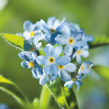 Himmelblau Eschscholtzia Blumensamen zur Aussaat – Traditionssorte ohne Gentechnik Keimung biologisch Garten Samen Schnitt Blume Gärten