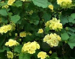 hell Gelb Geraniums Blumensamen zur Aussaat – kompakt Wuchs – Traditionssorte & ohne Gentechnik Samen Hausgarten
