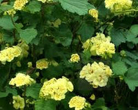 hell Gelb Geraniums Blumensamen zur Aussaat – kompakt Wuchs – Traditionssorte & ohne Gentechnik Samen Hausgarten