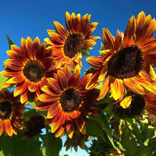 Semillas de girasol Earthwalker