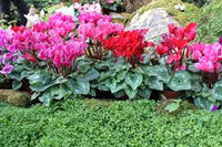 mehrfarbig Alpenveilchen Samen zur Aussaat leuchtend Blumensamen für Ihren Garten