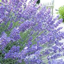 Lavendel Hyacinth Blumensamen zur Aussaat – ideal Rabatten – Traditionssorte & ohne Gentechnik Samen Hausgarten
