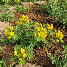 Grün Semen Cassiae Blumensamen zur Aussaat – saisonal Dauerblüher – Traditionssorte & ohne Gentechnik Samen Hausgarten