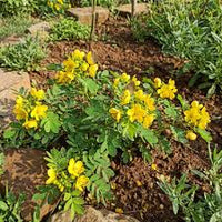Grün Semen Cassiae Blumensamen zur Aussaat – saisonal Dauerblüher – Traditionssorte & ohne Gentechnik Samen Hausgarten