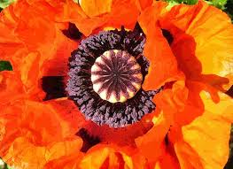 Papaver somniferum Summer Blaze Samen