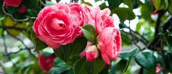 Rosa Kamelie Blumensamen zur Aussaat – Drought verträglich – Traditionssorte & ohne Gentechnik Samen Hausgarten