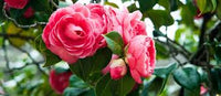 Rosa Kamelie Blumensamen zur Aussaat – Drought verträglich – Traditionssorte & ohne Gentechnik Samen Hausgarten