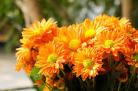 hell Orange Chrysantheme Blumensamen zur Aussaat – sonnenliebend – Traditionssorte & ohne Gentechnik Samen Hausgarten
