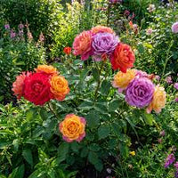 Gemischt Rose selten Bonsai Rainbow Blumensamen zur Aussaat leuchtend farbenfroh Bonsai Samen für Ihren Garten