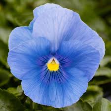 Weiß Blau Stiefmütterchen Blumensamen zur Aussaat Halbschatten verträglich Traditionssorte & ohne Gentechnik Samen Hausgarten