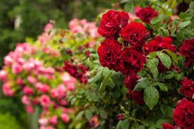 Rose Baum Blume Blumensamen zur Aussaat – Halbschatten verträglich – Traditionssorte & ohne Gentechnik Samen Hausgarten