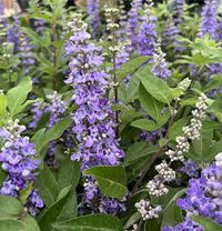 Lila Vitex Angus Castus Blumensamen zur Aussaat – Drought verträglich – Traditionssorte & ohne Gentechnik Samen Hausgarten