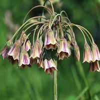 Nectaroscordum Blumensamen zur Aussaat – duftend Blüten – Traditionssorte & ohne Gentechnik Samen Hausgarten