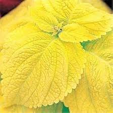 Gelb Buntnessel Blumensamen zur Aussaat – Garten beliebt – Traditionssorte & ohne Gentechnik Samen Hausgarten