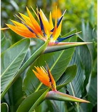 Gelb Grün Paradiesvogelblume Blumensamen zur Aussaat – Schnitt Blume beliebt – Traditionssorte & ohne Gentechnik Samen Hausgarten