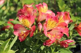Rot Gelb Alstroemeria Blumensamen zur Aussaat – leuchtend Blüten – Traditionssorte & ohne Gentechnik Samen Hausgarten