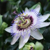 Weiß Passiflora Biflora Blumensamen zur Aussaat – Halbschatten verträglich – Traditionssorte & ohne Gentechnik Samen Hausgarten