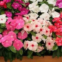 Vinca Nana Pink F1 Samen