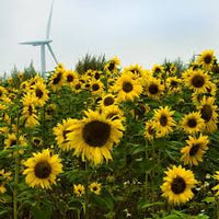 Gelb Helianthus Blumensamen zur Aussaat – Anzucht – Traditionssorte & ohne Gentechnik Samen Hausgarten