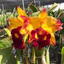 Gelb Rot Cattleya Blumensamen zur Aussaat – lang Blüte Saison – Traditionssorte & ohne Gentechnik Samen Hausgarten