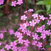 Rosa Saponaria Ocymoides Blumensamen zur Aussaat – Landhaus Garten wichtig – Traditionssorte & ohne Gentechnik Samen Hausgarten