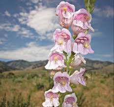 Rosa Palmer's Penstemon Blumensamen zur Aussaat – Garten beliebt – Traditionssorte & ohne Gentechnik Samen Hausgarten