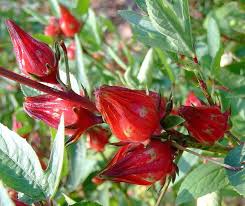 Australian Rosella Hibiskus Blumensamen zur Aussaat – farbenfroh Schau – Traditionssorte & ohne Gentechnik Samen Hausgarten