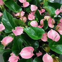 zart Rosa Flamingoblume Andraeanu Blumensamen zur Aussaat – Traditionssorte ohne Gentechnik biologisch Garten Samen