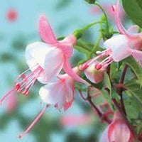 Weiß Rosa Fuchsie Hybrida Blumensamen zur Aussaat – Traditionssorte ohne Gentechnik Keimung biologisch Garten Samen EasyCare Blüten
