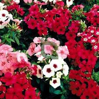 Gemischt Drummond Blumensamen zur Aussaat – sonnenliebend – Traditionssorte & ohne Gentechnik Samen Hausgarten