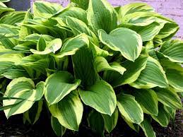 Grün hosta blume samen for anpflanzung - long bloom season, heirloom & gmo free samen for home garten
 
 sale samen for anpflanzung in home garten