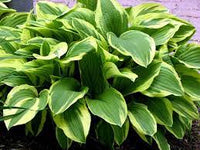 Grün hosta blume samen for anpflanzung - long bloom season, heirloom & gmo free samen for home garten
 
 sale samen for anpflanzung in home garten