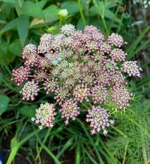 Mixed dara anne's lace blume samen for anpflanzung - pollinator friendly, heirloom & gmo free samen for home garten
 
 sale for anpflanzung in home garten.
