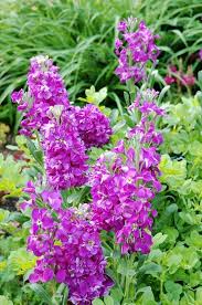 Lila matthiola incana blume samen for anpflanzung – heirloom, non-gmo, fragrant garten samen
 
 sale for anpflanzung in home garten.