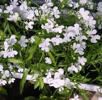 Lobelia pendula weiß lady cascade blume samen for anpflanzung - long bloom season, heirloom & gmo free samen for home garten
 
 sale samen for home garten