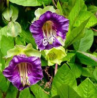Lila cathedral bells cobaea scandens climber hummingbird blume samen for anpflanzung - bright blooms, heirloom & gmo free samen for home garten
 
 sale for anpflanzung in home garten.