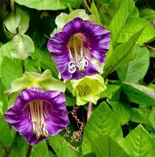 Lila cathedral bells cobaea scandens climber hummingbird blume samen for anpflanzung - bright blooms, heirloom & gmo free samen for home garten
 
 sale for anpflanzung in home garten.