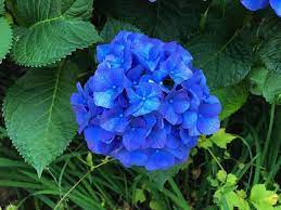 Deep blau hydrangea blume samen for anpflanzung - pollinator friendly, heirloom & gmo free samen for home garten
 
 sale samen for home garten