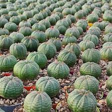 Grün euphorbia obesa blume samen for anpflanzung - perfect for borders, heirloom & gmo free samen for home garten
 
 sale samen for home garten