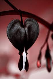 Schwarz heart blume samen for anpflanzung - cut blume favorite, heirloom & gmo free samen for home garten
 
 sale for anpflanzung in home garten.