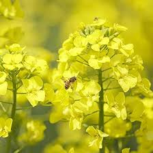 Gelb edible rape blume samen for anpflanzung - bright blooms, heirloom & gmo free samen for home garten
 
 sale samen for home garten